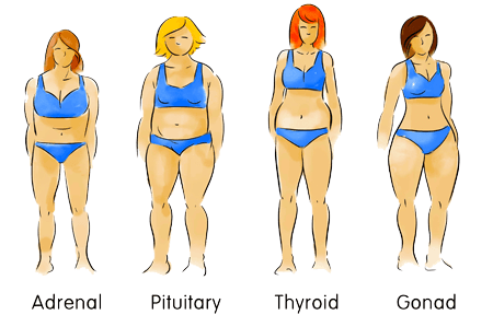 Body Types are Adrenal Pituitary thyroid Gonad