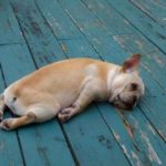 The Best Vitamins for Low Energy or Fatigue