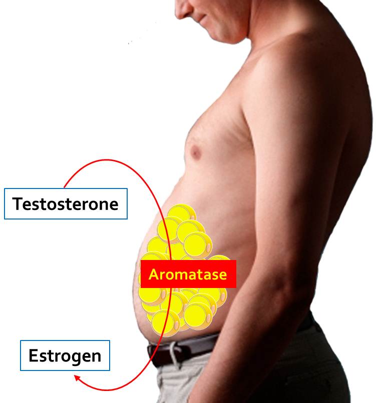 aromatase