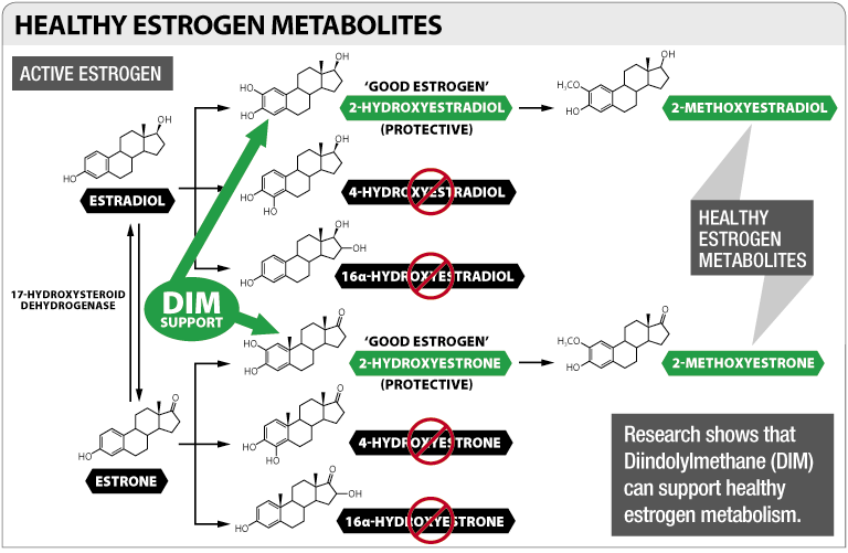 estrogen diagram