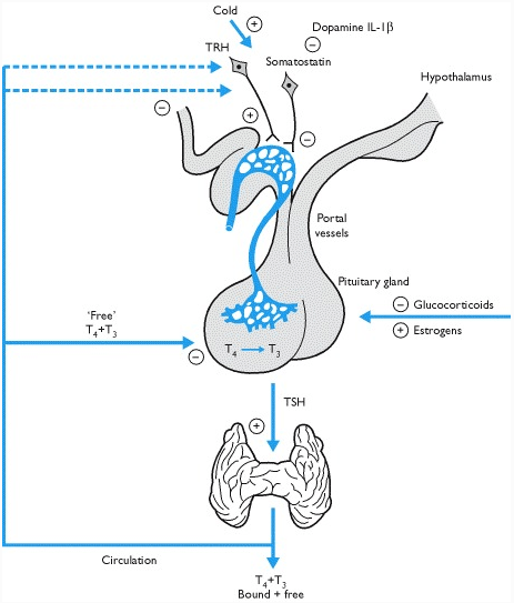 thyroid reg diagram