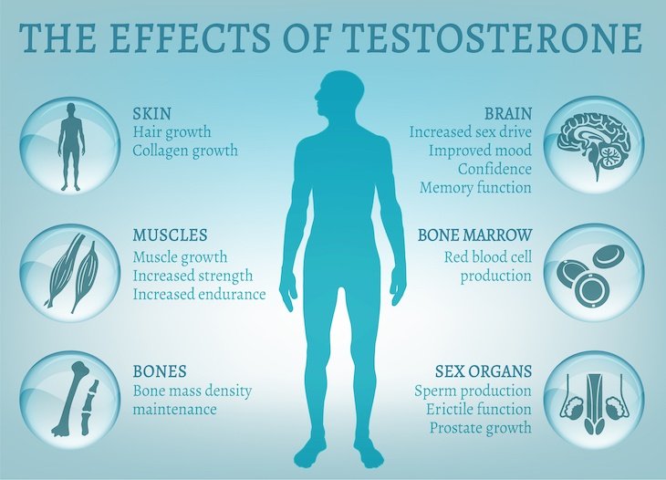 The effects of testosterone