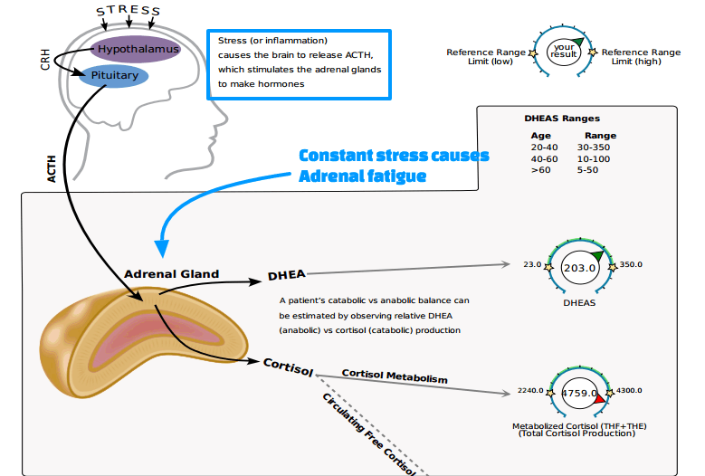 cortisol levels