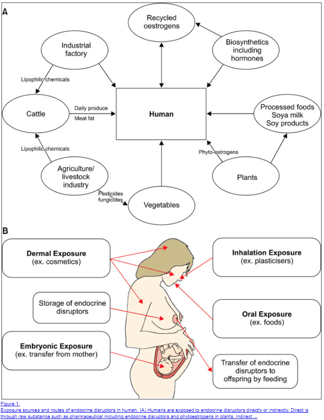 Endocrine Disruptors and Hormone Balance In The Body