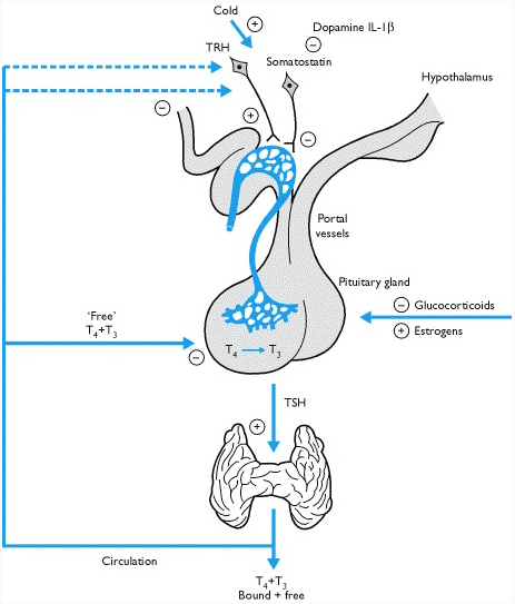 Thyroid Regulation and Control