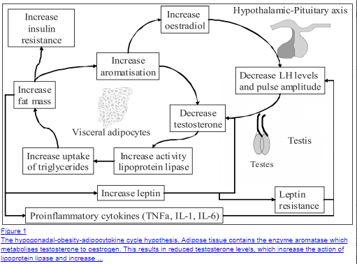 insulin resistance testosterone