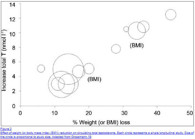 male hormone (T) weight loss