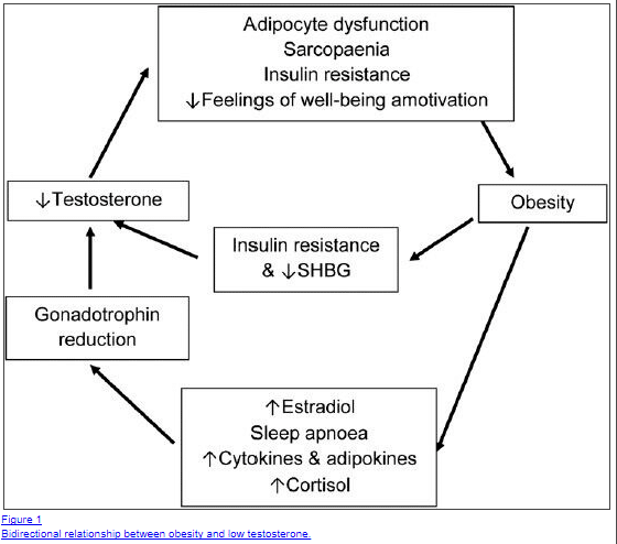 low male hormone (T) and weight gain