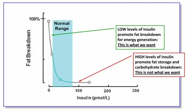 Burning fat in the presence of insulin