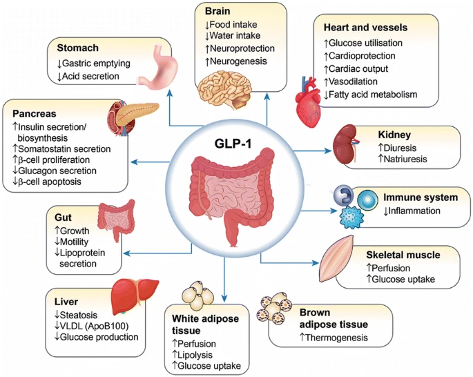 GLP-1 Effects on the Body