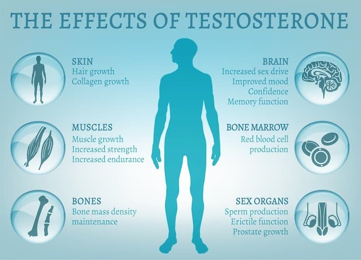 The Effects of Testosterone